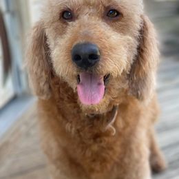 Goldendoodles from Waiting For Your Doodle