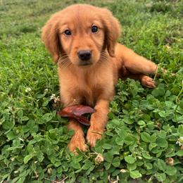 Yellow - Dark golden female Golden Retriever puppy in Harrisburg, North Carolina from Bunn Ranch Goldens & Bernese
