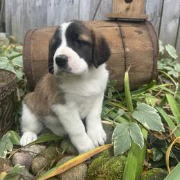 Tempest - Brown and white female Saint Berdoodle puppy in Traverse City, Michigan from Bare Paws Saint Berdoodles