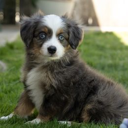 Girl 2 - Blue merle female Toy Australian Shepherd puppy in Fresno, California from Duarte's Paw Blessings