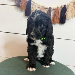 Sweetie - Black and white female Bernedoodle puppy in Bellevue, Iowa from Blended Acres & Kennels