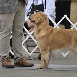 Golden Retrievers and Labrador Retrievers from Dioscuri Kennel
