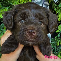 Foggy - Chocolate female Australian Labradoodle puppy in Silver Spring, Maryland from Potomac Australian Labradoodles