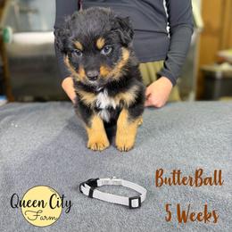 Butter Ball (grey) - Black tri-color male Australian Shepherd puppy in Falmouth, Kentucky from Queen City Farm