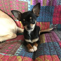 Maisey - Chihuahua