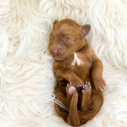 Angel - Red  female Goldendoodle puppy in Davison, Michigan from Dreaming Doodles