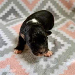 Violet - Black tri-color female Australian Shepherd puppy in Clover, South Carolina from Jo’s Aussies