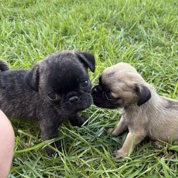 Sophira - Brindle female Pug puppy in Hampstead, North Carolina from Delta pug puppies