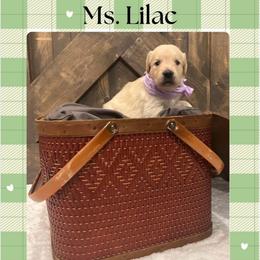 Ms. Lilac - Golden female Golden Retriever puppy in Blue Springs, Missouri from Farmstead 51