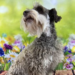 Ava - Miniature Schnauzer