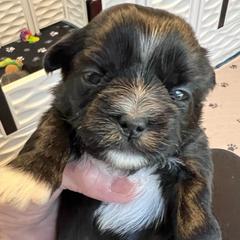 Lt. blue collar - Koko - Black and white female Shorkie puppy in Mays Landing, New Jersey from Fancy Paws Shorkies & Shih Tzus