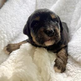 Coral - Black phantom female Assorted Doodle Crosses puppy in Waco, Georgia from Huff Family Doxies & Doodles