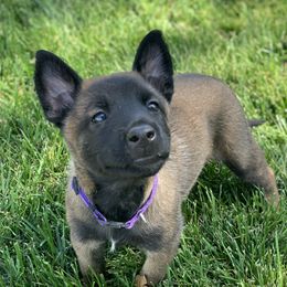 Belgian Malinois Puppies from Tehachapi Malinois