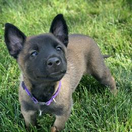 Belgian Malinois Puppies from Tehachapi Malinois