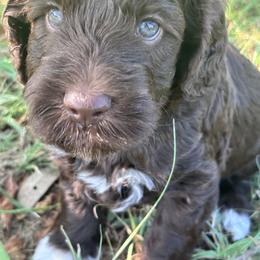 Skye - Chocolate female Labradoodle puppy in Manchaca, Texas from Heartrock Labradoodles