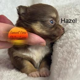 Chihuahua Puppies from Sunset Eves Chihuahuas