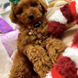 EMERALD - Red female Maltipoo puppy in Sugar Land, Texas from Celebrity Maltipoos