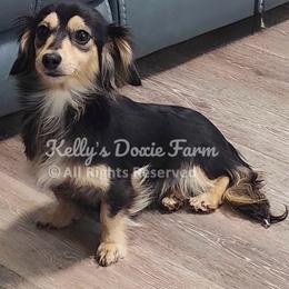 BEA - Dachshund