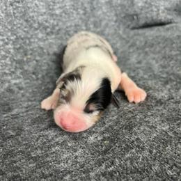 Lurvy - Blue merle male Australian Shepherd puppy in Kentland, Indiana from Pine Grove Aussies