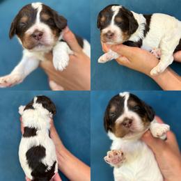 Vaper - Brown and white male Cockapoo puppy in Yuciapa, California from AlltheDoodlez_