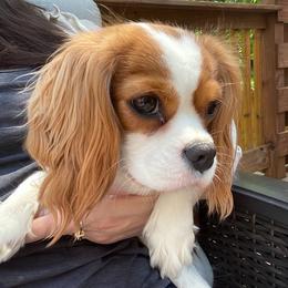 Cavalier King Charles Spaniel puppies from Team Turner Cavalier King Charles Spaniels