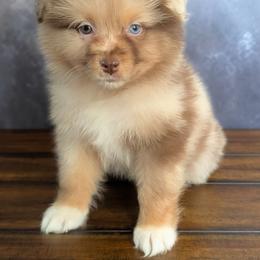 Fendi - Red merle female Australian Shepherd puppy in Fultonville, New York from Sandy Aussies, Mini Dachshunds & Pomeranians