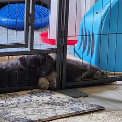 Finnish Lapphund Puppies from Tulikettu Kennel