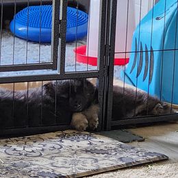 Finnish Lapphund Puppies from Tulikettu Kennel