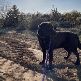 Juniper - Labrador Retriever