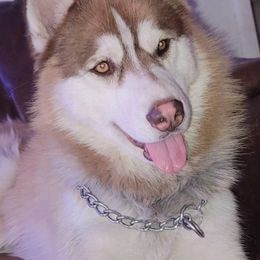 Siberian Huskies from Anuun's Huskies
