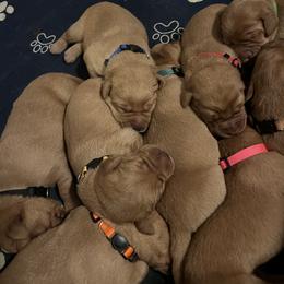 Labrador Retriever Puppies from Lake Crystal Farms Labradors