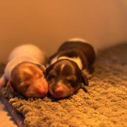 Dachshund and French Bulldog Puppies from ThePuppyVille
