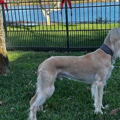 Saluki All Grown Up from Kathryn Musante's Salukis