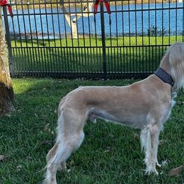 Saluki All Grown Up from Kathryn Musante's Salukis