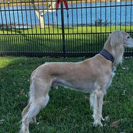 Saluki All Grown Up from Kathryn Musante's Salukis