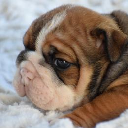 Milferd - Fawn and white male Bulldog puppy in Bradleyville, Missouri from HurstBulldogs