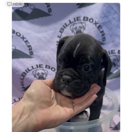 Girl 3 - female Boxer puppy in Taft, Tennessee from Hillbillie Boxers