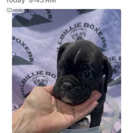 Girl 3 - female Boxer puppy in Taft, Tennessee from Hillbillie Boxers