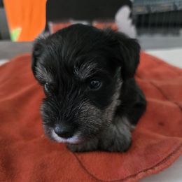 Boy 1 - Black and silver male Miniature Schnauzer puppy in Fresno, California from Findell Kennel, LLC