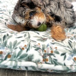 Bernedoodle Puppies from Down Home Doodle