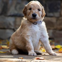 Golden Retriever and Goldendoodle Puppies from Golden Honey