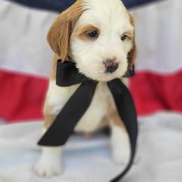 Valor - Red male Bernedoodle puppy in Warrior, Alabama from Elite Goldendoodles and Bernedoodles
