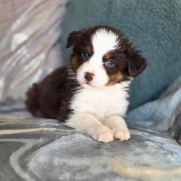 Arrow - Red tri male Miniature Australian Shepherd puppy in Killen, Alabama from Wilkers Wholehearted Mini Aussies