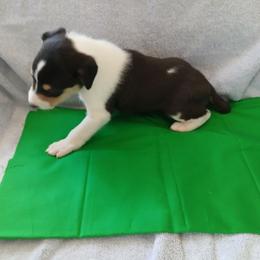 Reserved 2 Spots - Black white and tan male Collie puppy in St Stephens, Wyoming from Desert Kennels