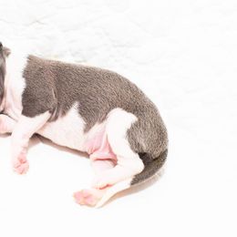 Brussels Griffon and Italian Greyhound Puppies from Adornare Kennels