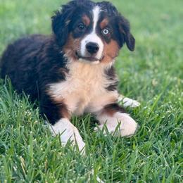 Coal - Black tri male Miniature Australian Shepherd puppy in California from Eagle River Aussies