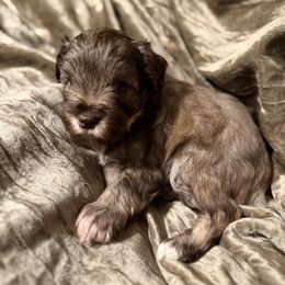 B1 - Liver male Miniature Schnauzer puppy in Lebanon, Missouri from Brown’s Kennel Club