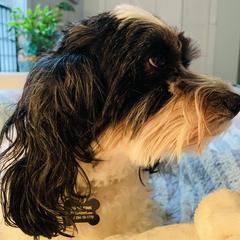 Cavachon All Grown Up from Clair’s Cavachon’s of Mid Coast Maine