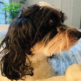 Cavachon All Grown Up from Clair’s Cavachon’s of Mid Coast Maine