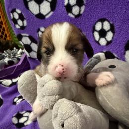 Brax - White and chocolate male Chinese Crested puppy in Rockwall (Dallas Area), Texas from Ridgelake Ranch Chinese Cresteds